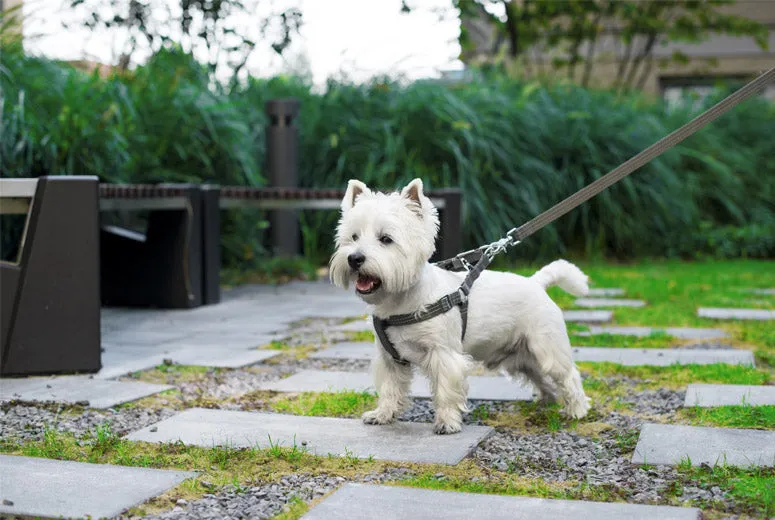 Bowl and Bone Active Blue Dog Harness