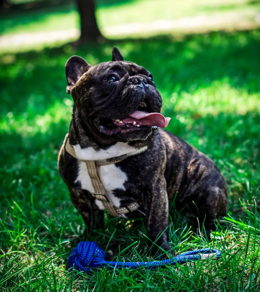 Bowl and Bone Active Blue Dog Harness