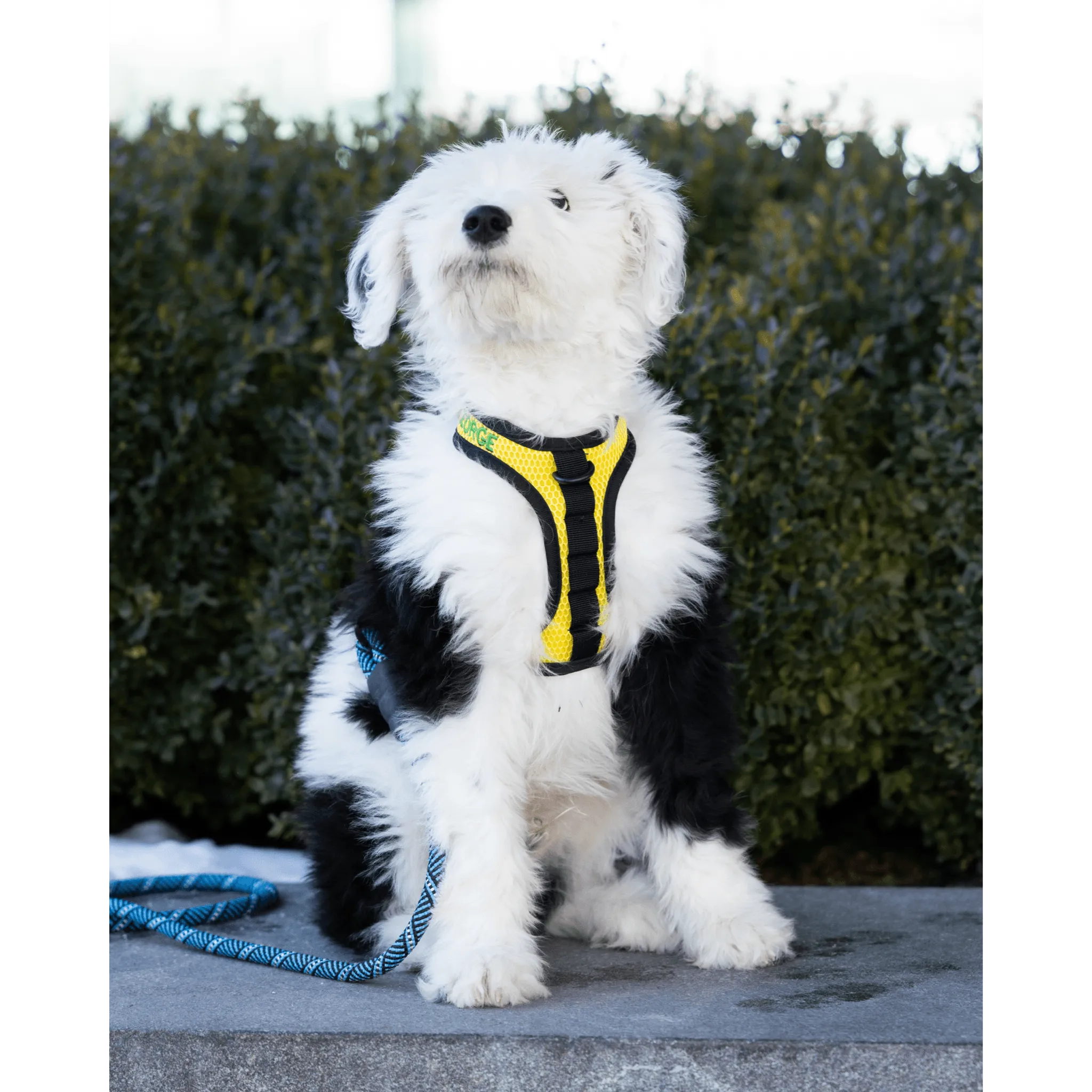 K9 Sport Harness with Optional Custom Embroidery