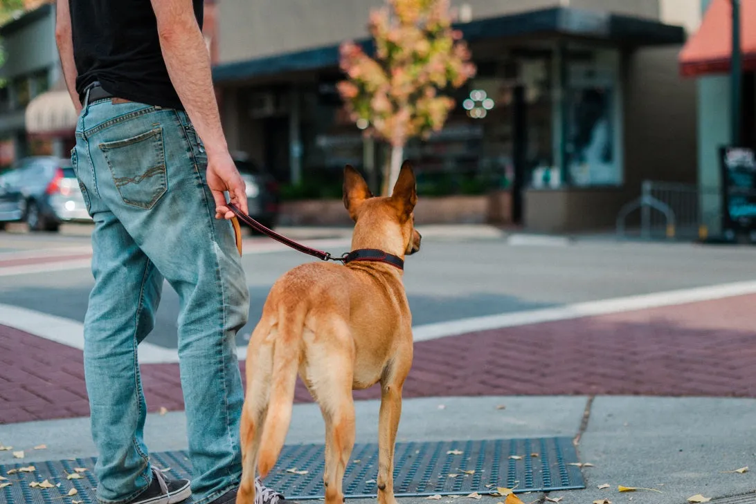 Napoli Leash