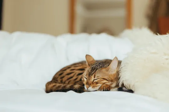 Natural Sheepskin Rug for Pet