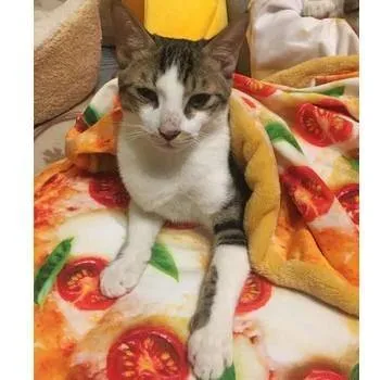 Pizza Pet Bed